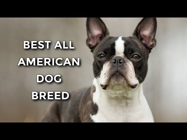 20 Reasons Why The Boston Terrier Is The Best Dog Breed Ever