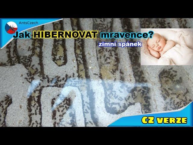 Jak Hibernovat mravence? [CZ verze]