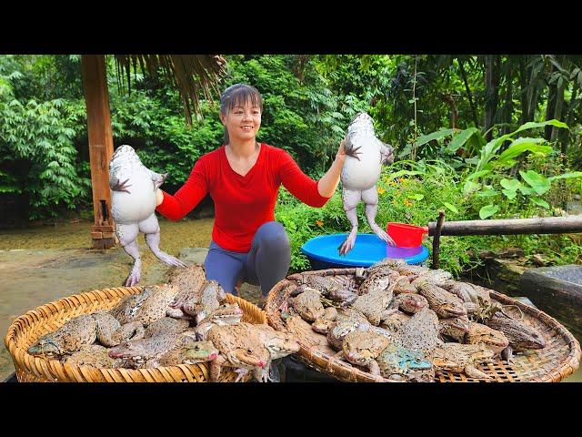 Catching Many Frogs Goes To Countryside Market Sell - Animals Care | Phuong Daily Harvesting