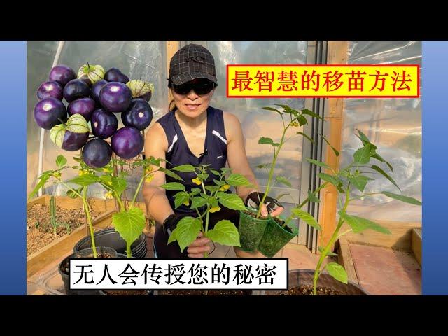 The best way to plant  tomatillos. 无人会传授你的最智慧的植物移栽和种植方法。紫色姑娘果的移栽。无底花盆种植的优越性。#家庭有机种植。