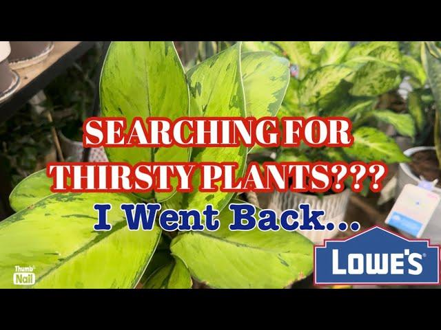 Big Box Plant Shopping & Haul || Transferring Plants From Soil to Water || Hydroponics Tips