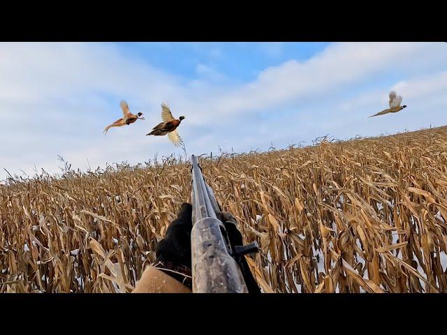 Pheasant Hunting With My Dog For The First Time!