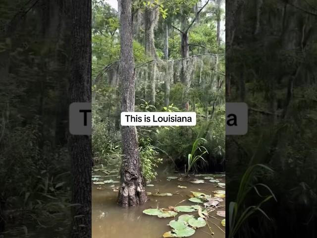 Where the crawdads sing #bayou #swamplife #louisiana