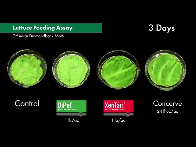 DiPel and XenTari Biological Insecticides Stop Feeding As Quickly as Spinosad