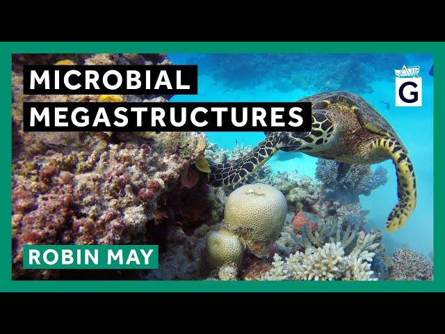 Microbial Megastructures