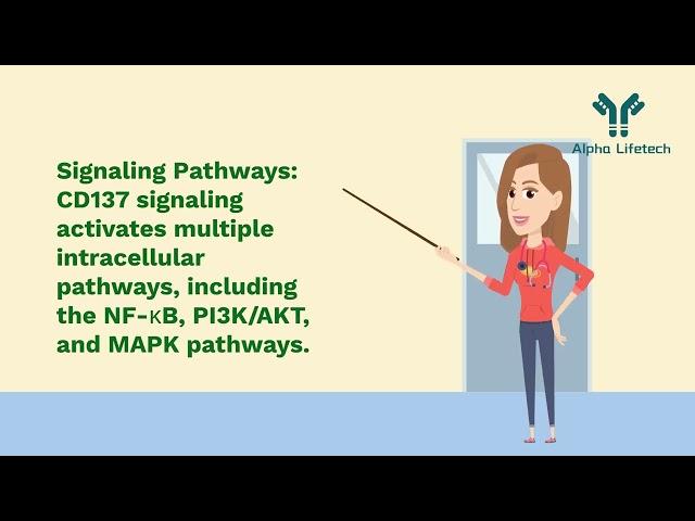 CD137-TNFRSF9-41BB-Target-Alpha Lifetech