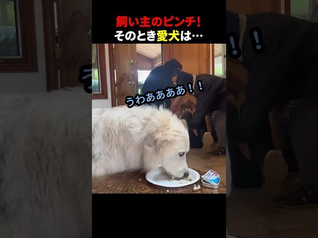 飼い主のピンチ！そのとき愛犬は… #ほっこりショート