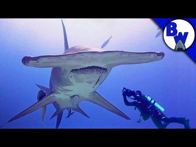 MASSIVE Hammerhead Shark Filmed in Bahamas!