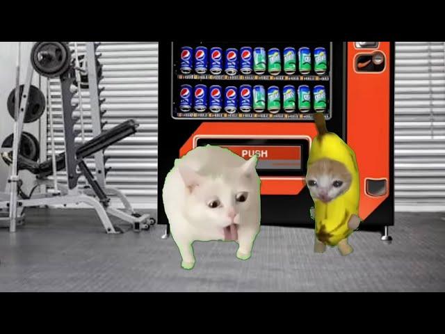 Baby Banana Cat Compilation ️ 2 Minutes #13