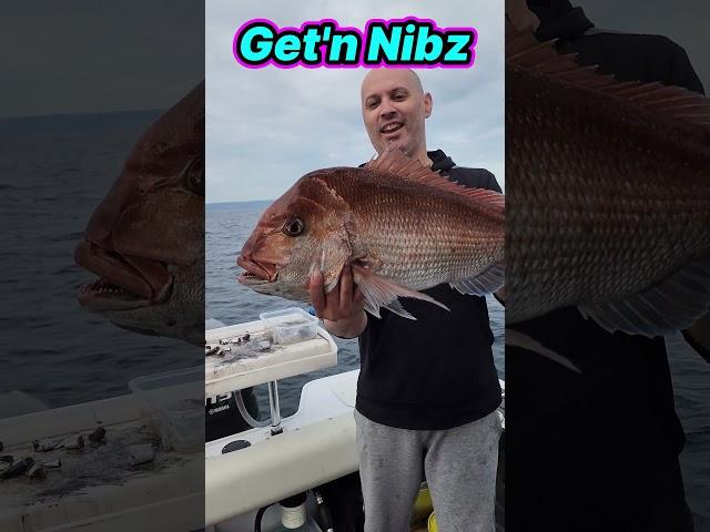 MASSIVE Snapper Port Phillip Bay | Get'n Nibz