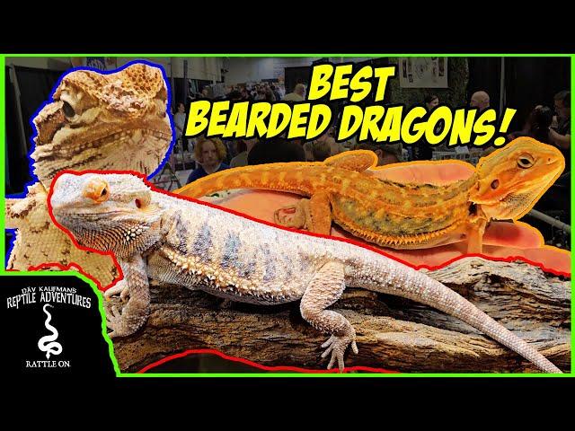 BEST BEARDED DRAGONS AT THE DALLAS  NARBC APRIL 2024!