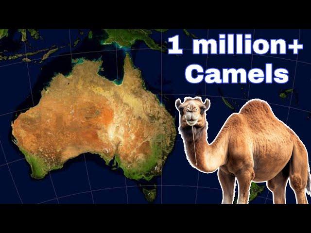 How did Australia come to have over 1 million camels?