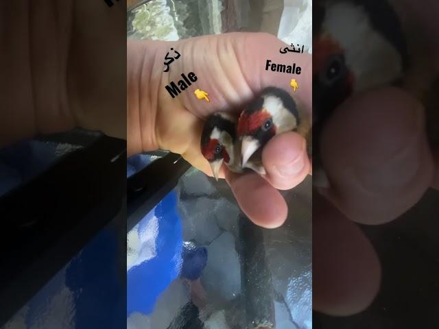 الفرق بين انثى وذكر طائر الحسون طيور حسون فحل ونثية goldfinch birds male and female canary canarias