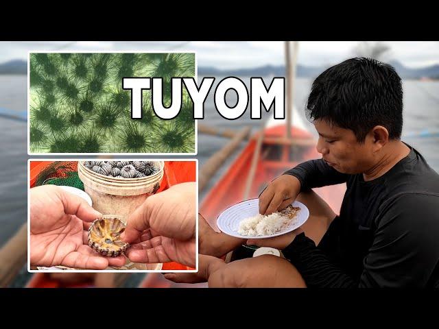 CATCH AND EAT SEA URCHINS | Tuyom