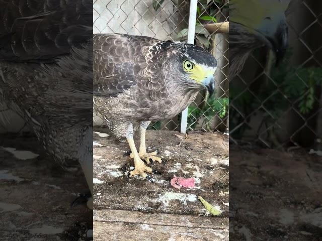 #Hawk #Eagle #Owl #Wildlife #Animal #EagleHawkOwl hawk vs snake, Owl vs snake fight, Eagle Vs Snake,