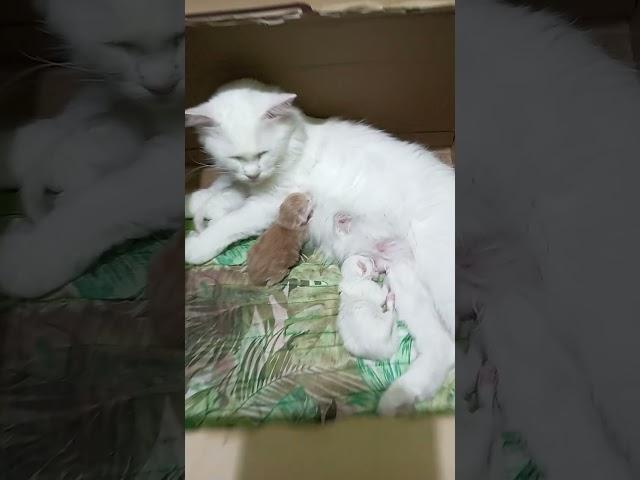 Newborn kittens breastfeeding time 