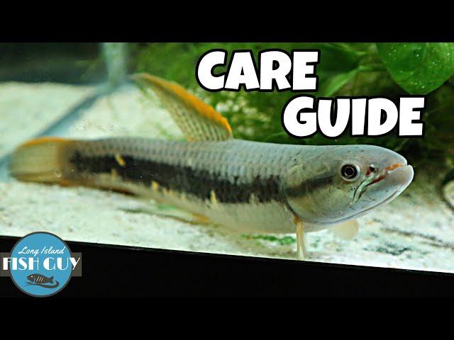 Red Wolf Fish Care Guide!