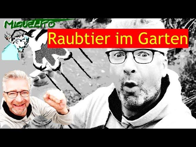  Raubtier im Garten  ... Unerwartete Wildkamera-Aufnahme gemacht | Campark T45 erfasst Mauswiesel