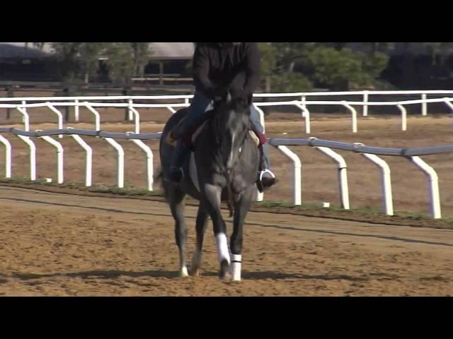 Half Nelson Horse Racing Syndicate