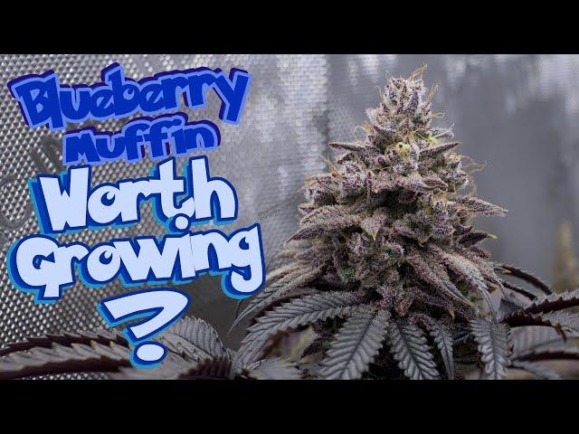 Is Blueberry Muffin Worth Growing? Humboldt Seed Co Seed To Harvest #growyourown #organic