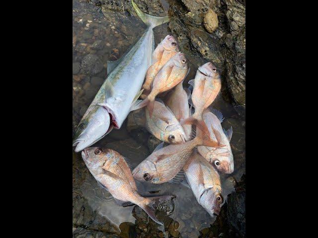 PRODUCTIVE DAY FISHING OFF THE ROCKS IN AUCKLAND