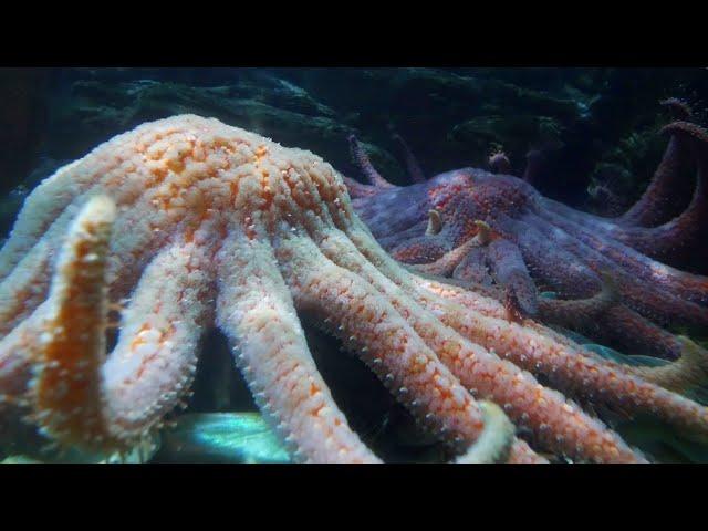 Sea Star Spawns | California Academy of Sciences