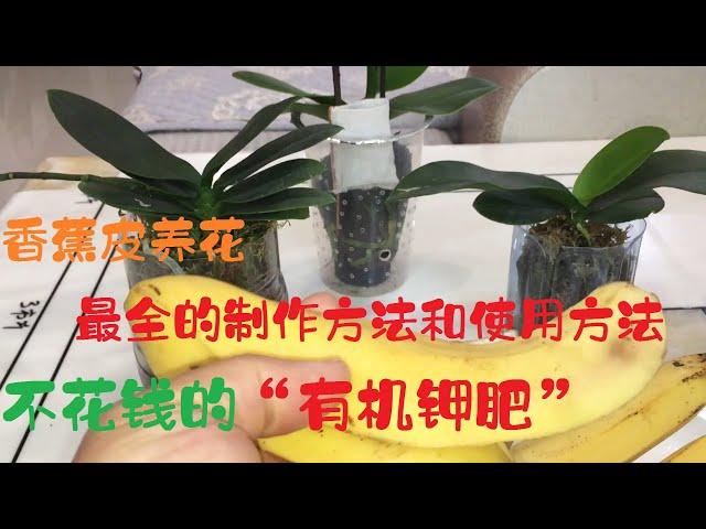 香蕉皮养花最全的制作方法和使用方法，自制“有机钾肥”，养花好