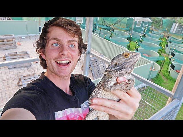 60 NEW Bearded Dragons & Enclosures!! - Facility Tour