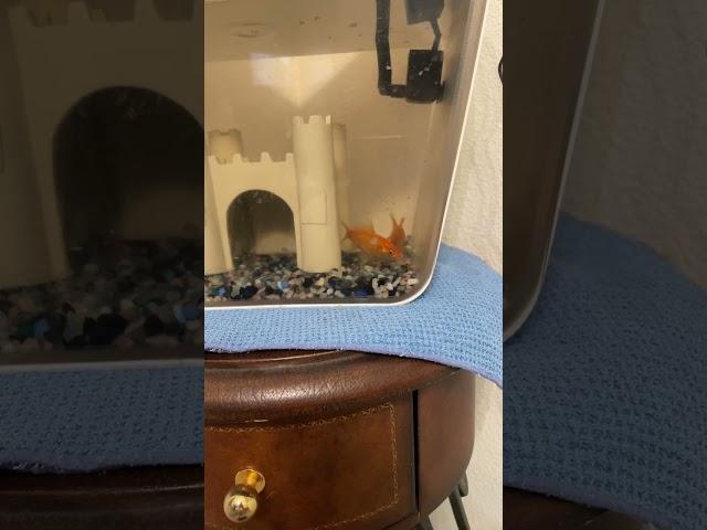 Goldfish, swimming in the water and eating ￼