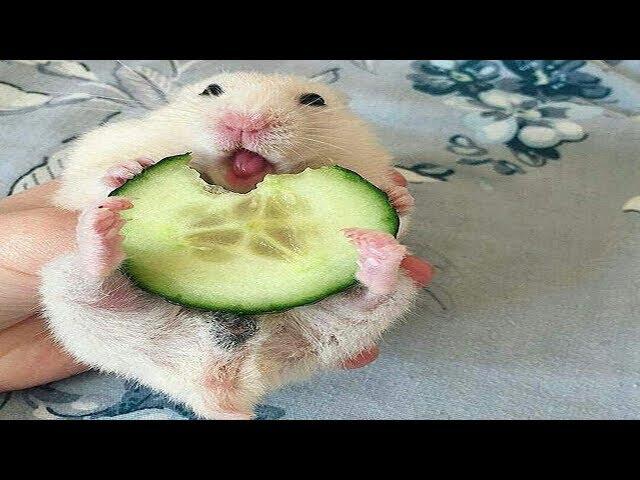 Funny Hamsters - Cute And Funny Hamster Videos Compilation