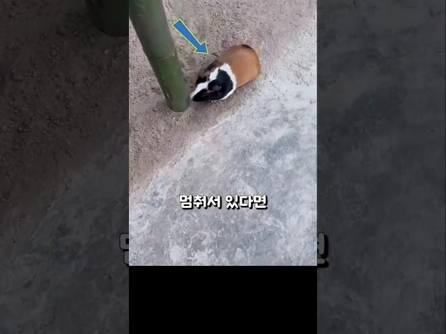 쥐가 대나무 앞에 계속 서 있는 이유... 그 속에 답이 있었습니다!