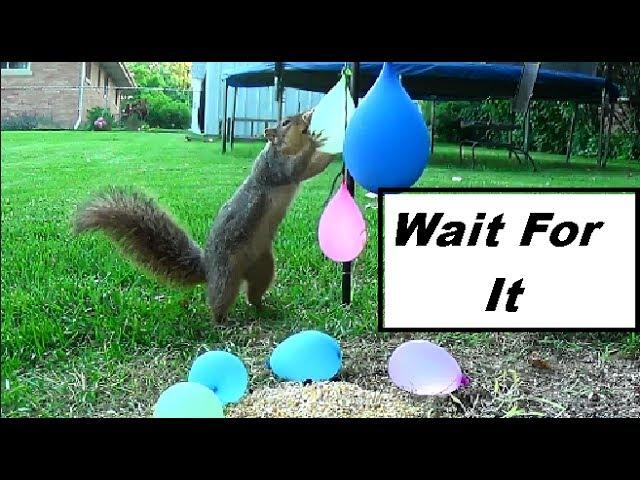 Water Balloons Explode On Squirrel Big Splash of Wet Stuff