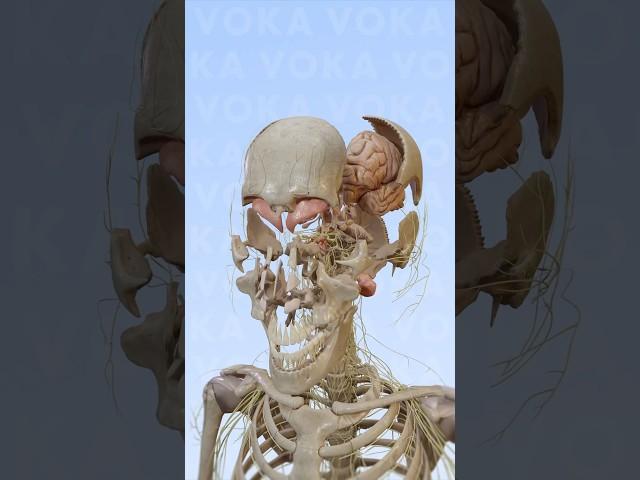 Explore skull and brain anatomy with VOKA's 3D visualization #3danatomy