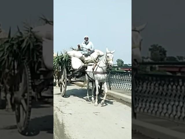 Old Ravi Bridge, Lahore. watch full video in link