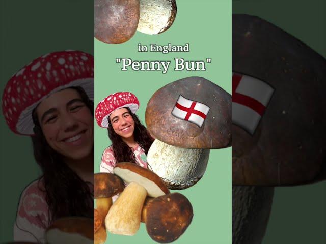 ABCs of Mushrooms - B - Boletus Edulis