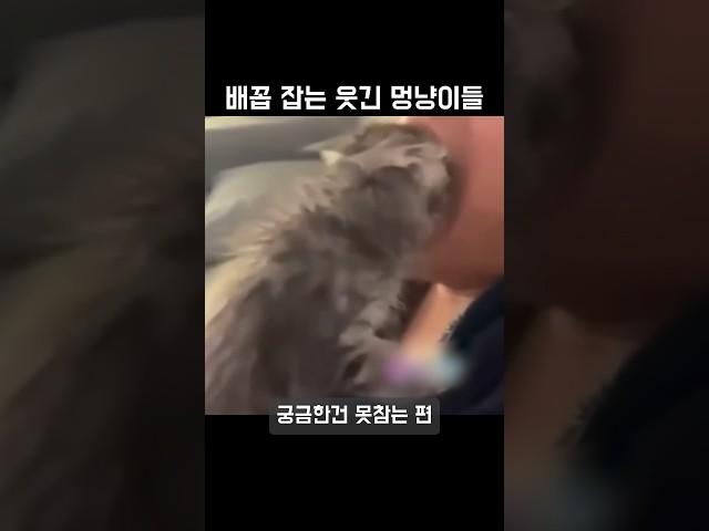 배꼽잡는 웃긴 멍냥이들