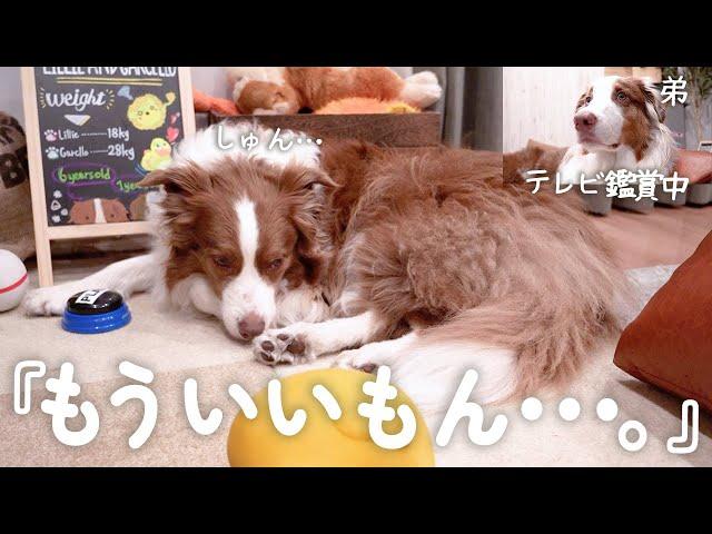 弟犬が全然かまってくれなくて拗ねちゃったお姉ちゃん犬・・・【ボーダーコリー・オーストラリアンシェパード】