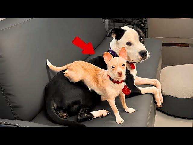 Rescue Dogs Karma and Gigi Find Forever Home Together