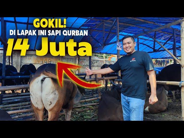 Harga Sapi Terbaru, Sapi Qurban Murah Di Jakarta Timur | Blisapi Basura