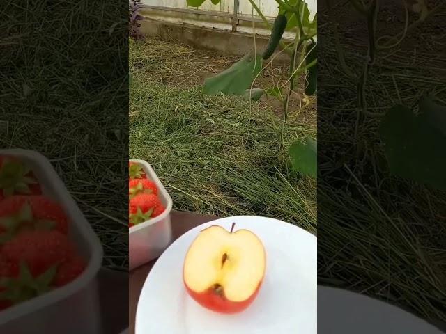 19.06.2025 PINK LADY apple. Tasting.