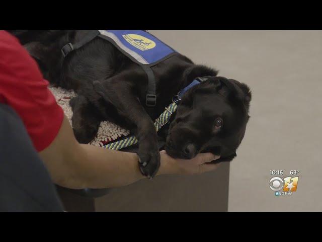 Service Dogs Making Huge Difference In Lives Of Veterans With PTSD