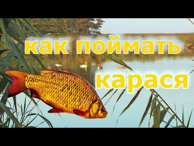 Ошибки при ловле карася на фидер. Как ловить карася на фидер круглый год. Фидерная рыбалка на карася