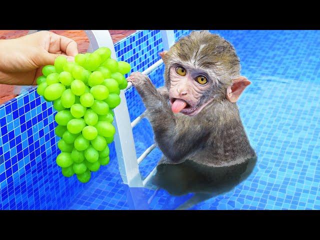 BiBi Monkey harvest fruit in the garden and eat with puppy and duckling at the pool