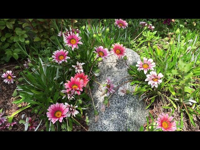 Pink Daisies surrounding Grey Stone