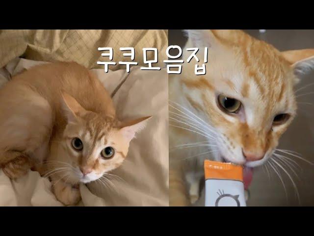 고양이 쿠쿠 모음집