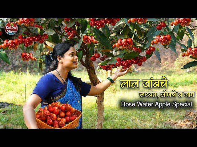 Rose Apple Recipes | लाल जांब लोणचे,सरबत,जाम | Summer Fruit | Village Cooking | Red Soil Stories