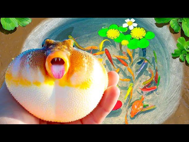 Catch Colorful Puffer Fish In Tiny Pond, Turtles, Flowerhorn Fish, Axolotls, Pingpong Pearl Fish