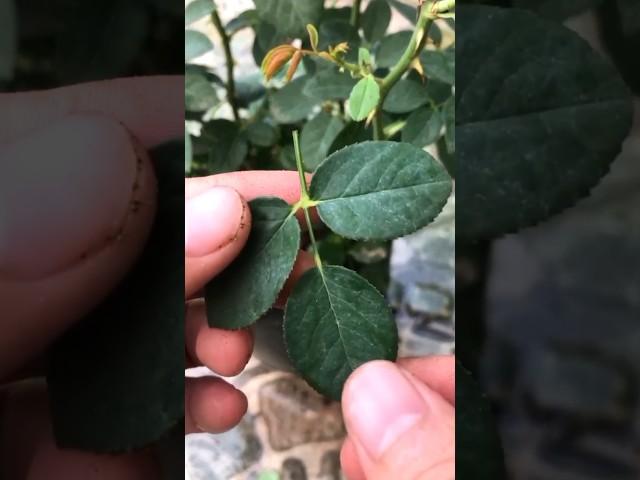 Propagate rose plants from leaves 