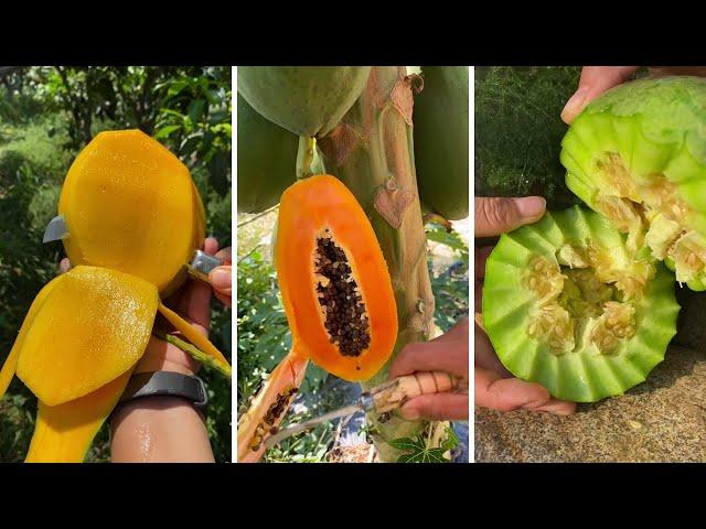 Farm Fresh Ninja Fruit Cutting | Oddly Satisfying Fruit Ninja #07