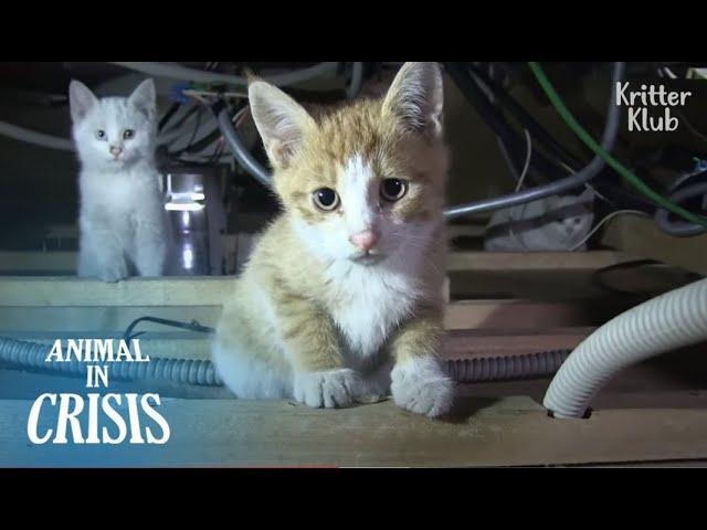 Mother Cat Sacrifices Herself To Feed Her Kittens Trapped In A Ceiling | Animal in Crisis EP141